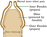 infant foreskin | circumcision