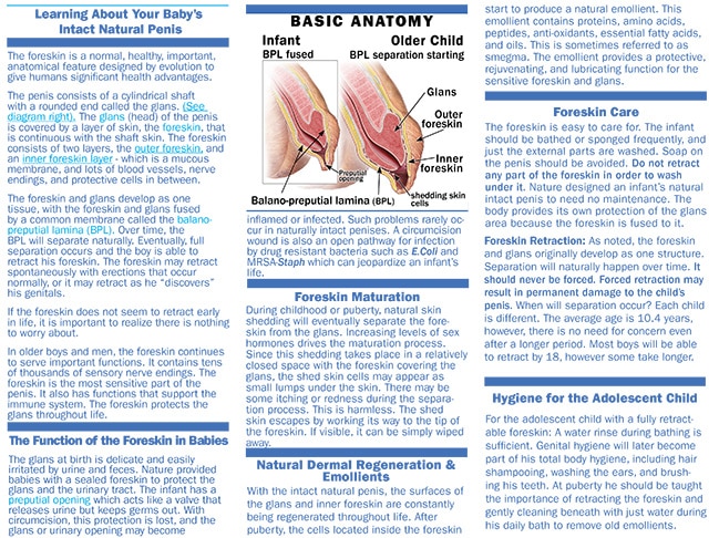 What is Foreskin  Anatomy and Function - Intaction