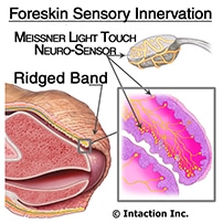 what is circumcision foreskin