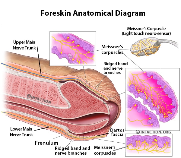 foreskin anatomy structures diagram